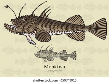 Monkfish. Vector illustration with refined details and optimized stroke that allows the image to be used in small sizes (in packaging design, decoration, educational graphics, etc.)