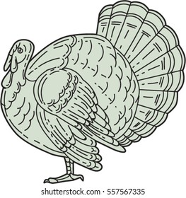 Mono line style illustration of a wild turkey viewed from the side set on isolated white background. 