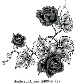 monochromatic illustration of Beautiful roses isolated on white.