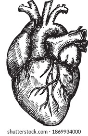 Monochromatic Sketch Illustration Of An Anatomical Human Heart With Arteries And Veins