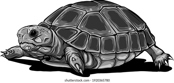 monochromatic Turtle vector icon.Cartoon vector icon isolated on white background turtle.