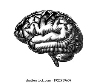 Monochrome Abstract Vintage Engraved Woodcut Human Brain Side View Vector Illustration Isolated On White Background