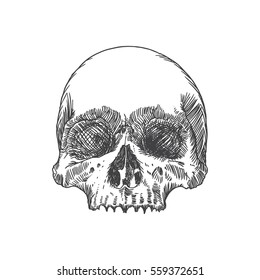 Monochrome anatomic drawing of skull without lower jaw, on white background. Weathered, museum quality, detailed hand drawn illustration. Vector Art.