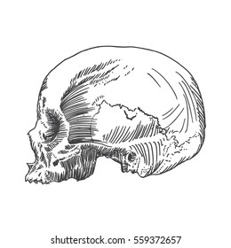 Monochrome Anatomic Drawing Skull Without Lower Stock Vector (Royalty ...