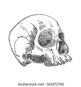 Monochrome anatomic drawing of skull without lower jaw, on white background. Weathered, museum quality, detailed hand drawn illustration. Vector Art.