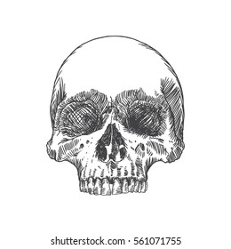 Monochrome anatomic drawing of skull without lower jaw, on white background. Weathered, museum quality, detailed hand drawn illustration. Vector Art.
