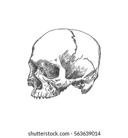 Monochrome anatomic drawing of skull without lower jaw, on white background. Weathered, museum quality, detailed hand drawn illustration. Vector Art.