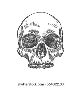 Monochrome anatomic drawing skull without lower jaw  white background  Weathered  museum quality  detailed hand drawn illustration  Vector Art 