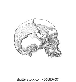Monochrome anatomic drawing of skull without lower jaw, on white background. Weathered, museum quality, detailed hand drawn illustration. Vector Art.