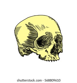 Monochrome anatomic drawing of skull without lower jaw, on white background. Weathered, museum quality, detailed hand drawn illustration. Vector Art.