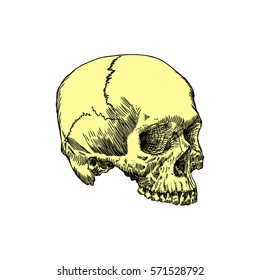 Monochrome anatomic drawing of skull without lower jaw, on white background. Weathered, museum quality, detailed hand drawn illustration. Vector Art.