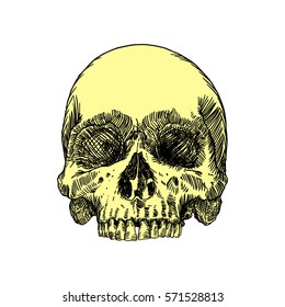 Monochrome anatomic drawing of skull without lower jaw, on white background. Weathered, museum quality, detailed hand drawn illustration. Vector Art.