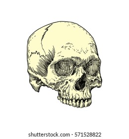 Monochrome anatomic drawing of skull without lower jaw, on white background. Weathered, museum quality, detailed hand drawn illustration. Vector Art.