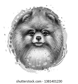 Monochrome, artistic portrait of a cute Pomeranian / small German spitz dog in a picturesque style on a white background with splashes of watercolor.