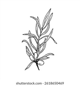 Monocromático outono selvagem seaberry mão desenhado vetor ilustração isolada em preto e branco estilo linear. Suculento espinheiro do mar ou bagas de espinheiro de areia linha arte. Para embalagem de cuidados naturais.