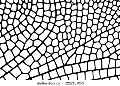 Monochrome background of a close-up of a dragonfly wing. Natural organic texture. Overlay template. Vector illustration
