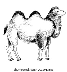 Monochrome Bactrian Camel on white background.