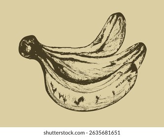 Esquisse de banane monochrome de style rétro. Illustration dessinée à la main de style Vintage d'un bouquet de bananes avec effet de gravure à texture sur fond beige