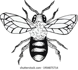 Monochrome bee illustration, hand drown