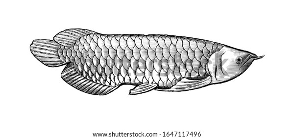 白い背景に白黒の彫刻ビンテージ図アロワナの魚ベクターイラスト のベクター画像素材 ロイヤリティフリー 1647117496