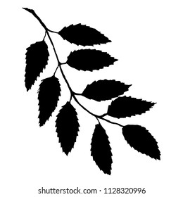 Monochrome black rowan rowanberry ashberry berry leaf branch bunch silhouette botanical illustration isolated vector