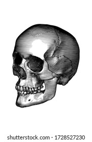 Monochrome black vintage engraved drawing human skull close jaw perspective side view dark shade lighting vector biology illustration isolated on white background