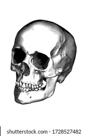 Monochrome black vintage engraved drawing human skull close jaw perspective front oblique angle view vector biology illustration isolated on white background