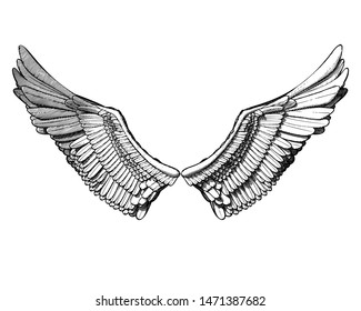 Monochrome black vintage engraving drawing a pair of wing isolated on white background