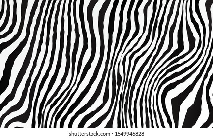 Monochrome black and white background. Zebra pattern backdrop. Vector illustration for your graphic design.