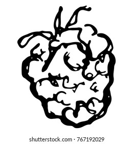 Monochrome black and white raspberry berry sketched line art vector