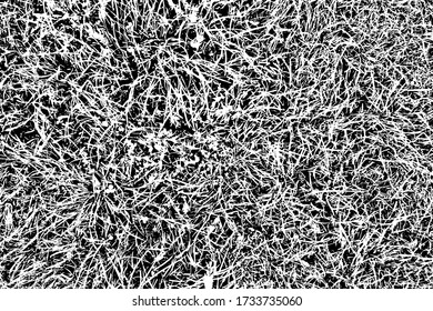 Fondo blanco y negro monocromo del prado primaveral triturado. La textura de un césped, pradera con pasto. Ilustración vectorial. Superponer una plantilla.