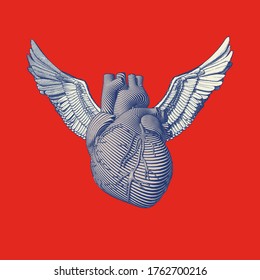 Monochrome blue retro vintage engraving organ human heart with angel wing vector illustration isolated on red background