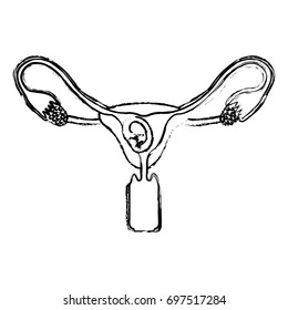 monochrome blurred silhouette of female reproductive system ovaries with fetus human growth trimestrer vector illustration