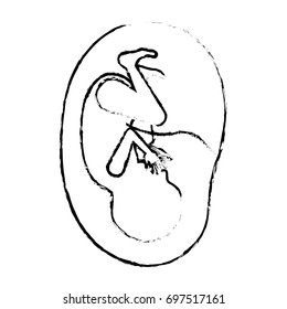 monochrome blurred silhouette of side view fetus human growth in placenta ninth month vector illustration