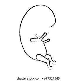 monochrome blurred silhouette of side view fetal growth vector illustration