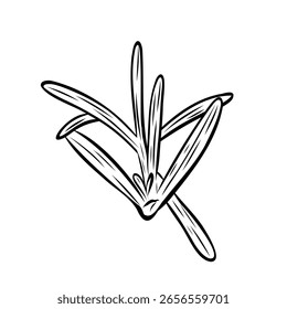 Monochrome botanical fragrant herb drawing of rosemary plant isolated on white background. Graphic hand drawn ink black and white vector. Good for cooking, spa, medicinal tea, and garden beauty