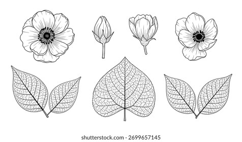 Ilustrações botânicas monocromáticas representando flores abertas, botões e diversas formas de folhas, desenhadas com linhas finas e detalhes intrincados.