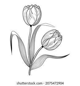 855 2 white tulips black background Images, Stock Photos & Vectors ...