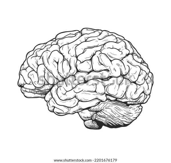 Monochrome Brain Engraving Vector Drawing Illustration Stock Vector ...