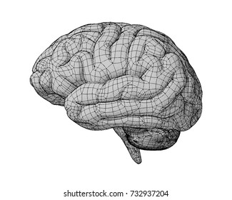 Monochrome Brain Side View Wireframe Drawing Stock Vector (Royalty Free ...