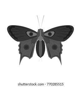 Monochrome butterfly icon. Isolated vector on a white background.