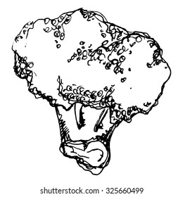 Monochrome cabbage cauliflower broccoli vegetable sketched line art vector