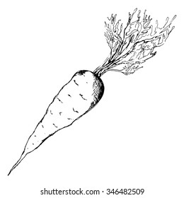 Monochrome carrot vegetable sketched line art vector