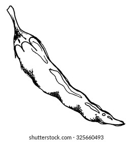 Monochrome chili pepper spice vegetable line art vector