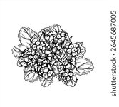 Monochrome cloudberries, raspberries or blackberries on leaves vector illustration in linear black and white style. Marsh, forest berries for organic food packaging, Nordic healthy lifestyle design