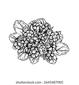 Framboesas, framboesas ou amoras monocromáticas em folhas ilustração vetorial em estilo preto e branco linear. Pântano, bagas de floresta para embalagem de alimentos orgânicos, design de estilo de vida saudável nórdico