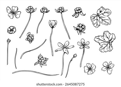 Clip d'illustration vectorielle de baies nordiques avec des baies, des fleurs, des feuilles et des fichiers Stem. Ensemble de baies nordiques pour des guides botaniques, des conceptions naturelles, l'emballage de produits biologiques et la médecine à base de plantes.