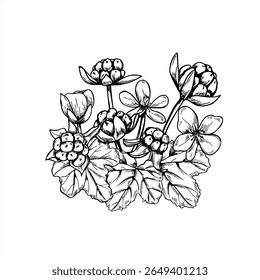 Bouquet de amora nublada monocromática com frutos, flores e folhas ilustração vetorial. Composição de baga de tundra para decoração de casamento nórdico, embalagem de produto orgânico, marca de ervas e design sazonal