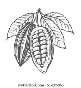 monochrome cocoa beans and leaves illustration