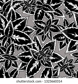 
 Monochrome coleus foliage seamless pattern. Hand drawn illustration of a houseplant. Vector drawing. 